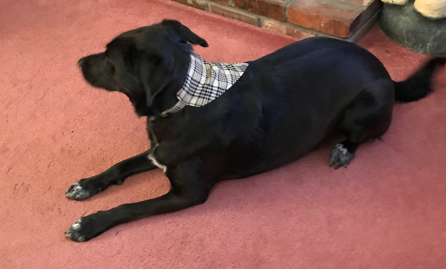 Dog Bandana Horse Equestrian Blanket Fabric with Cooling Cloth Layer Dog Coat